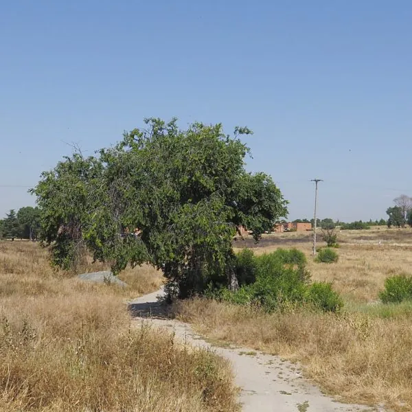 Arroyo Buatque_estado-actual_04